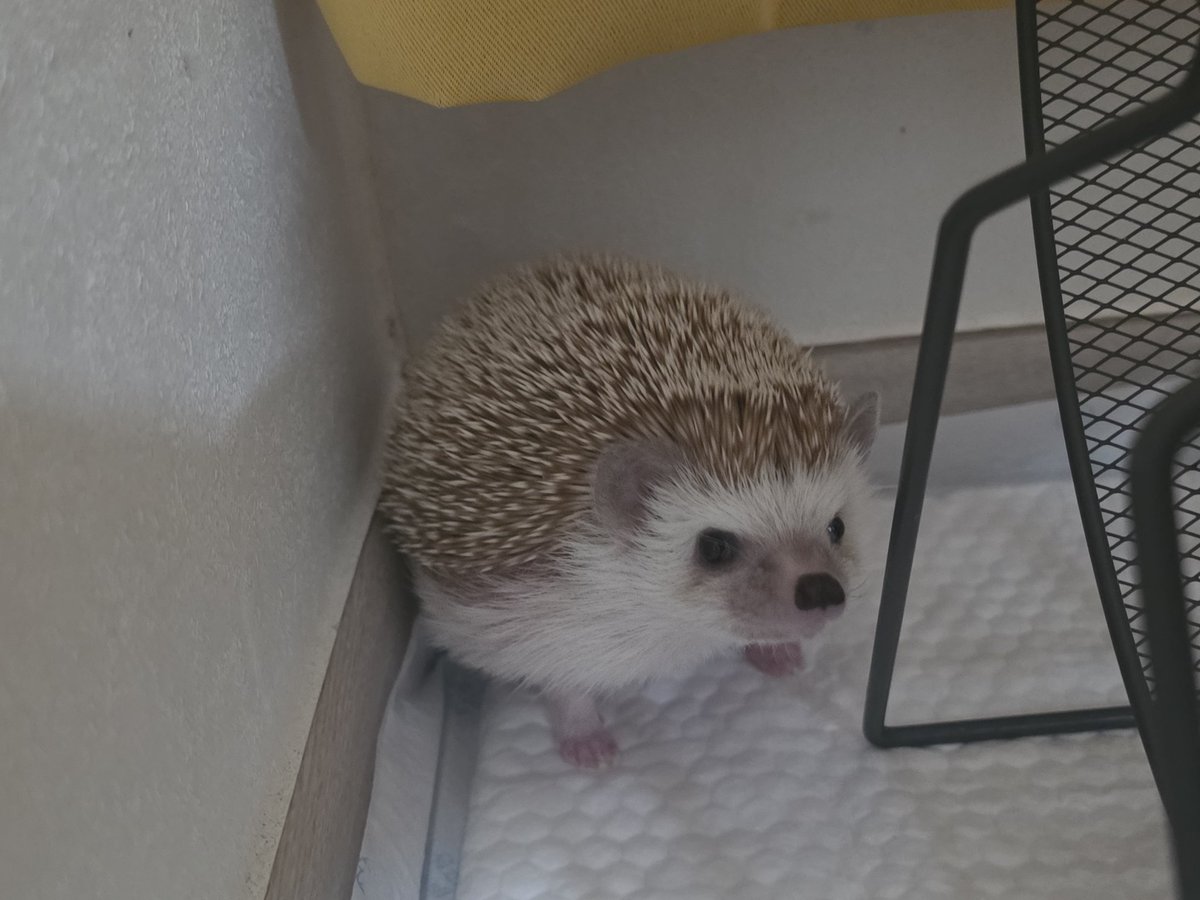 cabhedgehog's tweet photo. 쉿! 힘 주는 중!! https://t.co/uf9FhFYFa0
