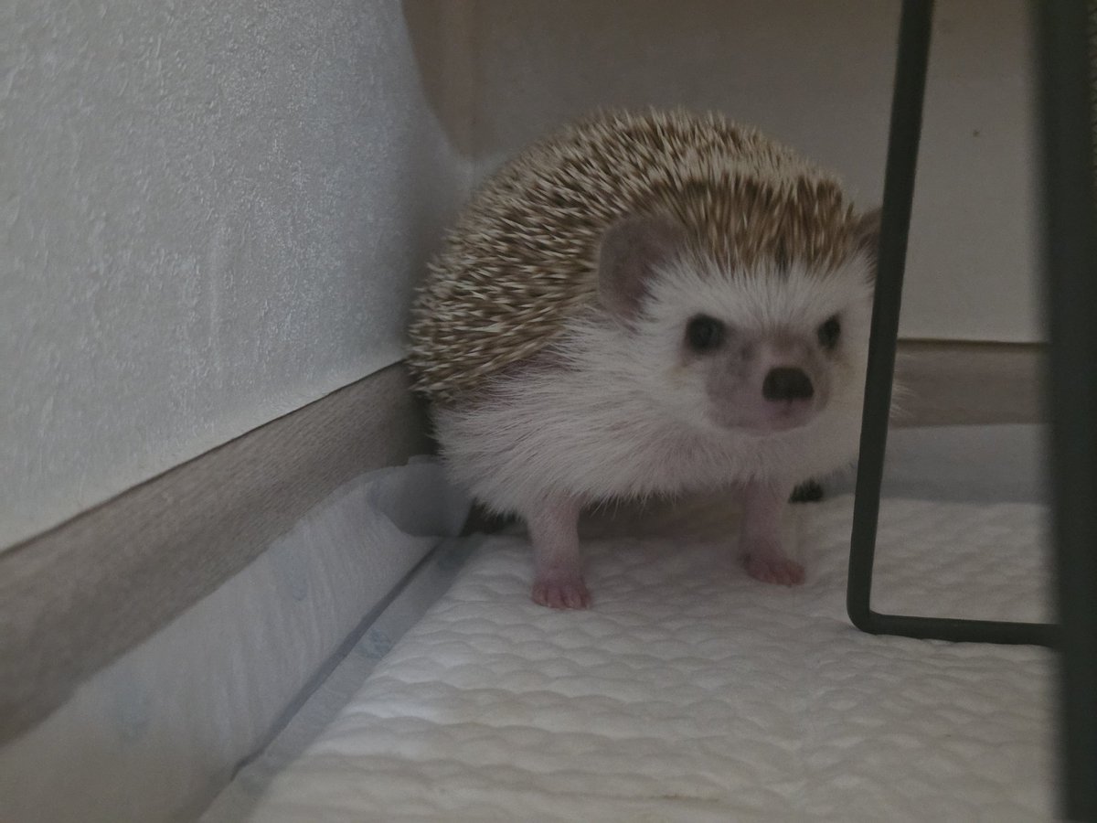 cabhedgehog's tweet photo. 쉿! 힘 주는 중!! https://t.co/uf9FhFYFa0