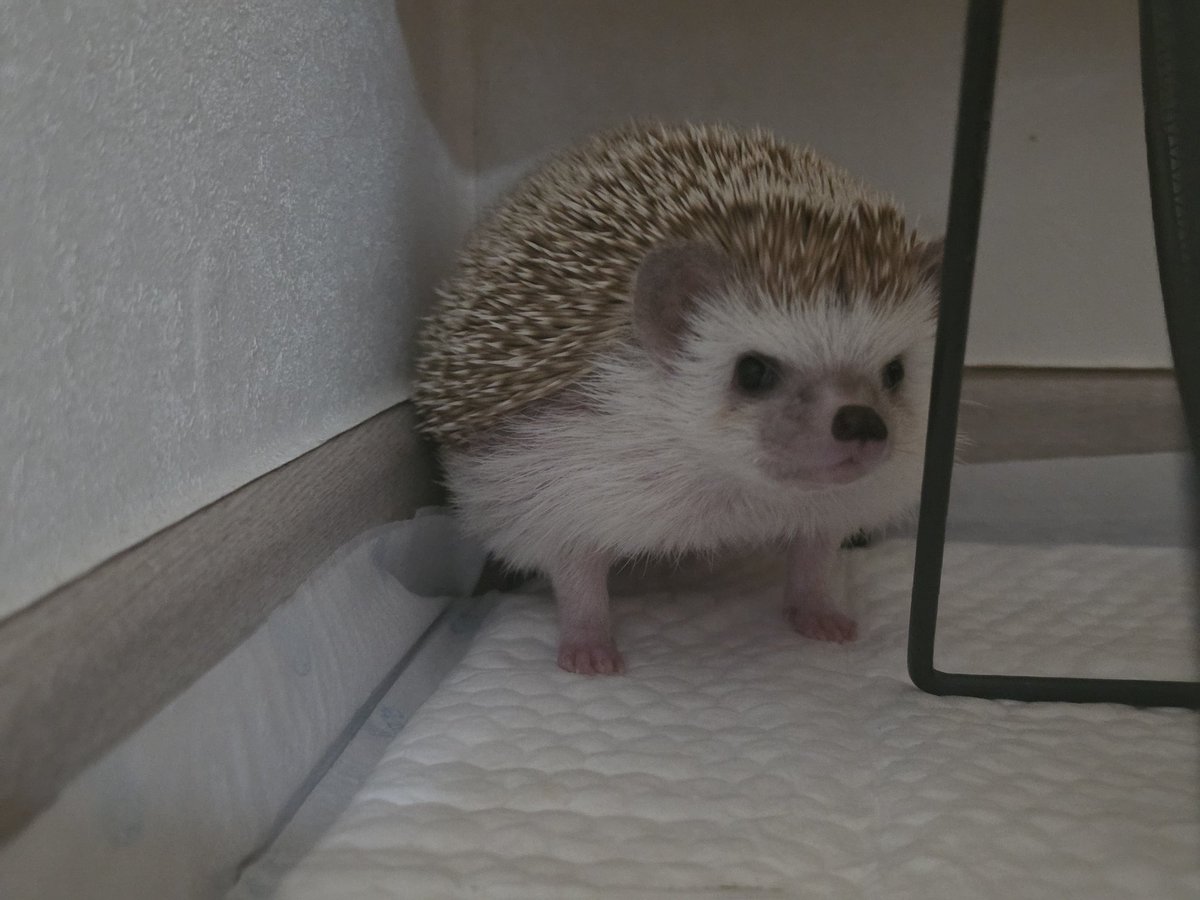 cabhedgehog's tweet photo. 쉿! 힘 주는 중!! https://t.co/uf9FhFYFa0