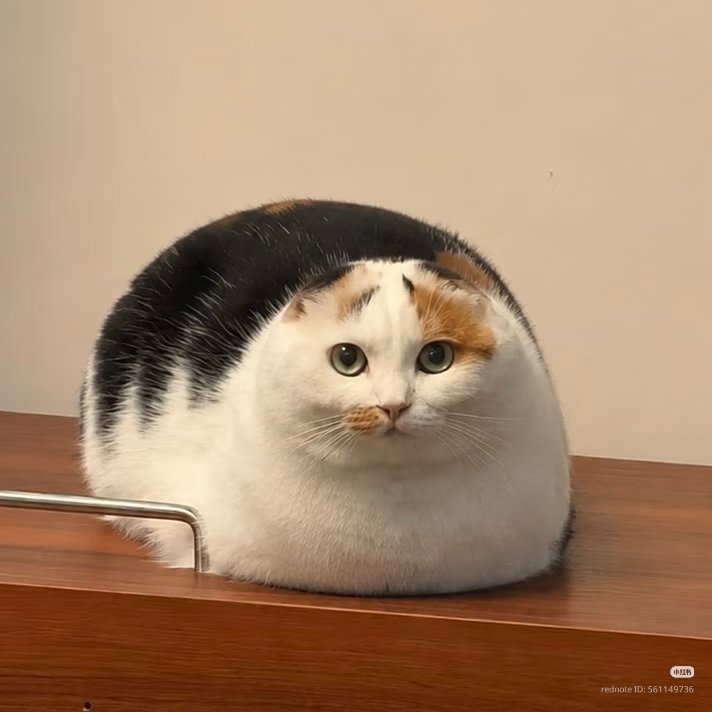 No Context Cats tweet media