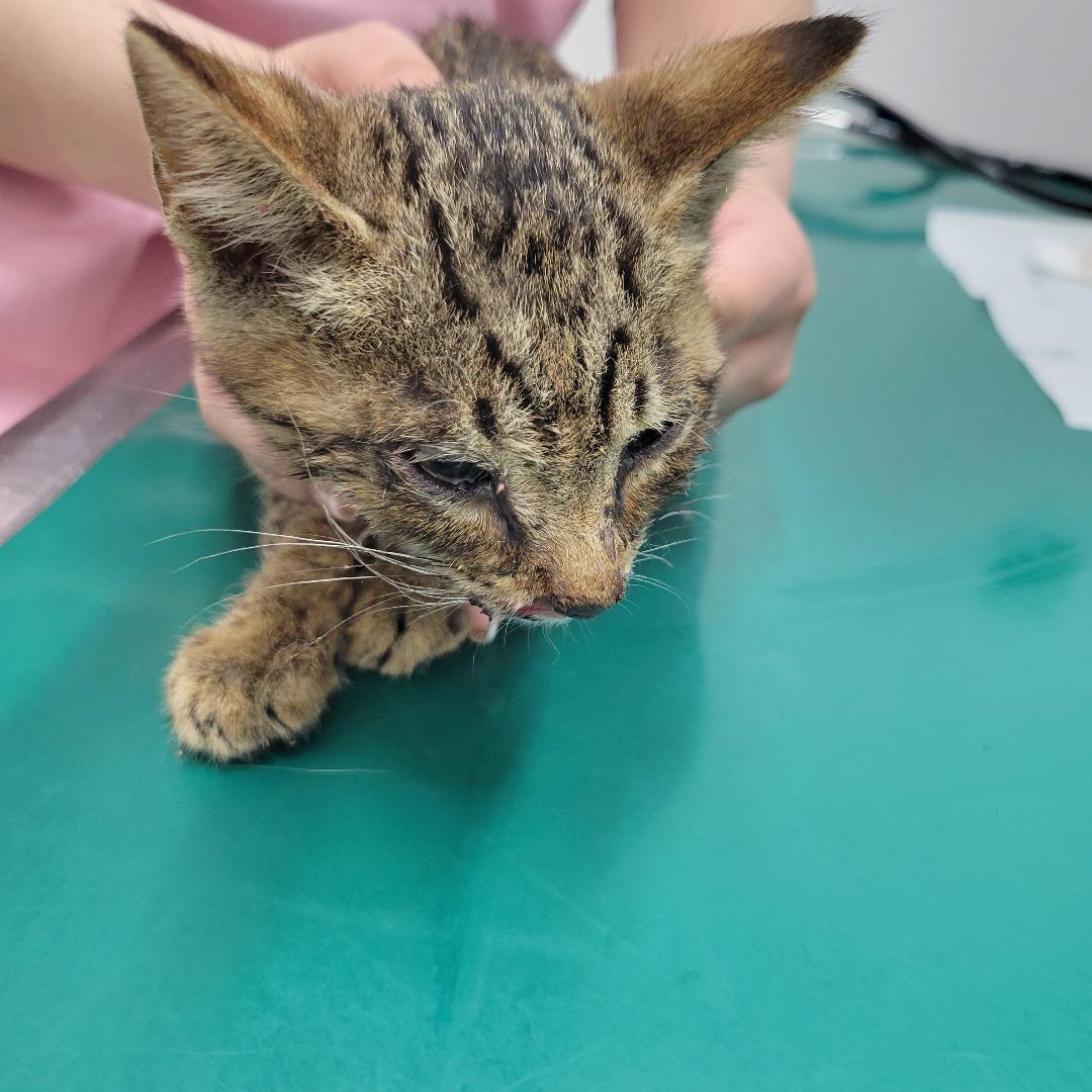 10rr34's tweet photo. 知り合いの方が車にはねられたっぽい弱った猫ちゃんを保護されたそうなんですが、その方はアレルギーがあって飼えないそうなので里親を募集しております。
生後1〜2ヶ月程度の女の子です。
場所は兵庫県です。
拡散して頂けると助かります🙇 https://t.co/rkDBQpFdSX