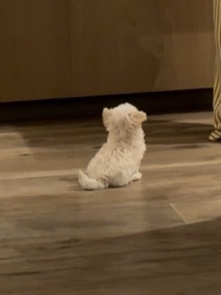 winterbbonyo's tweet photo. Sorry but look at this cutie pie!!!! 😭😭😭😭 
SO SMALL JAHDHCJDNWBXHX https://t.co/u4mVd3OQ87