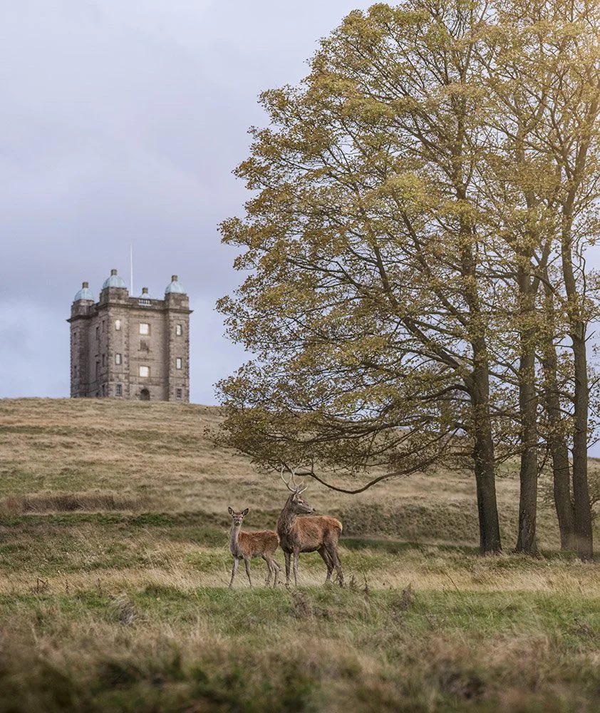 AndrewPBrooks's tweet photo. Deer and the Cage, Lyme Park https://t.co/wvqW20NfH9