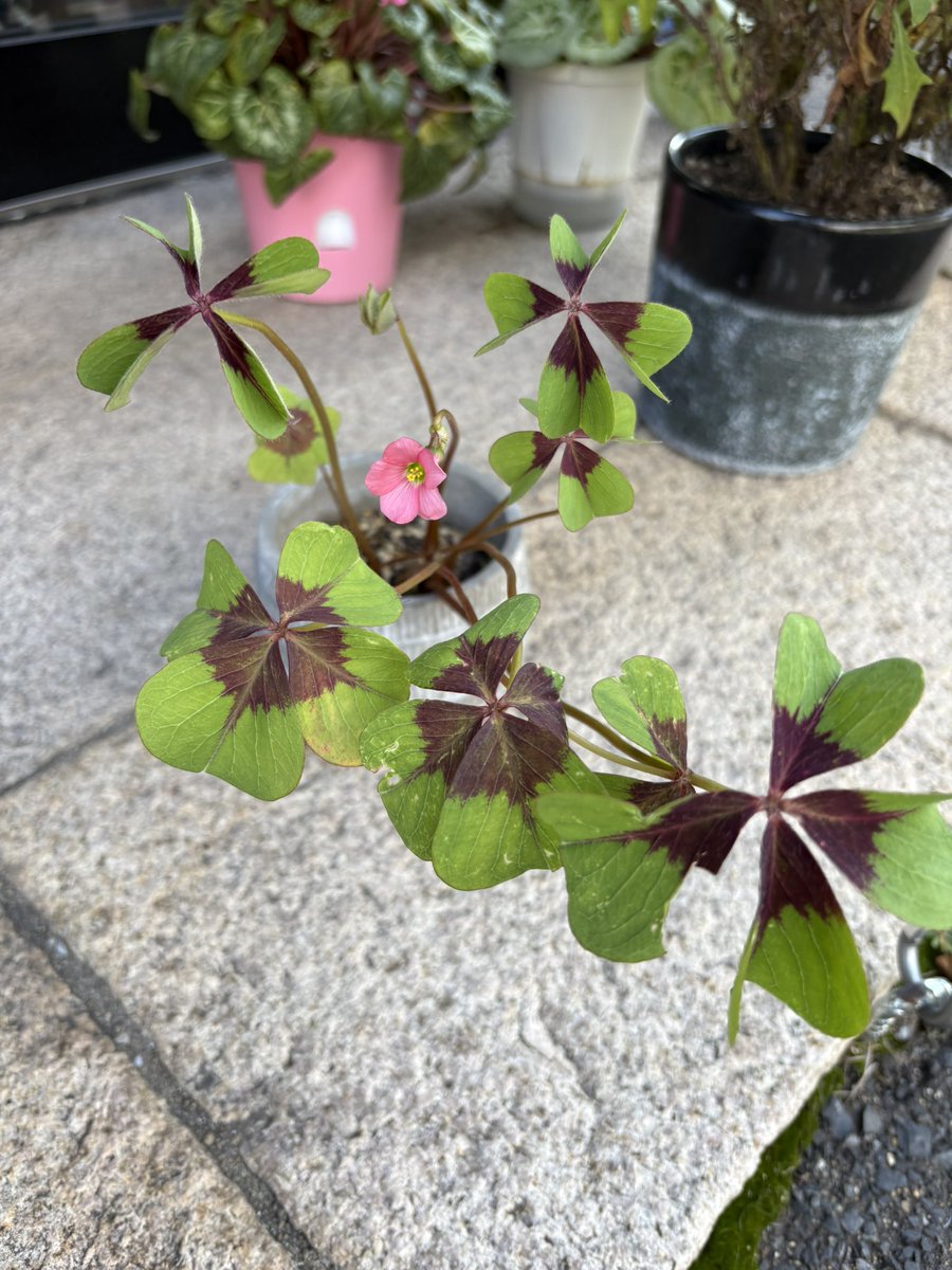 4034_s's tweet photo. 家のクローバーに
花が咲きました♪ https://t.co/OEHAVMEkD5