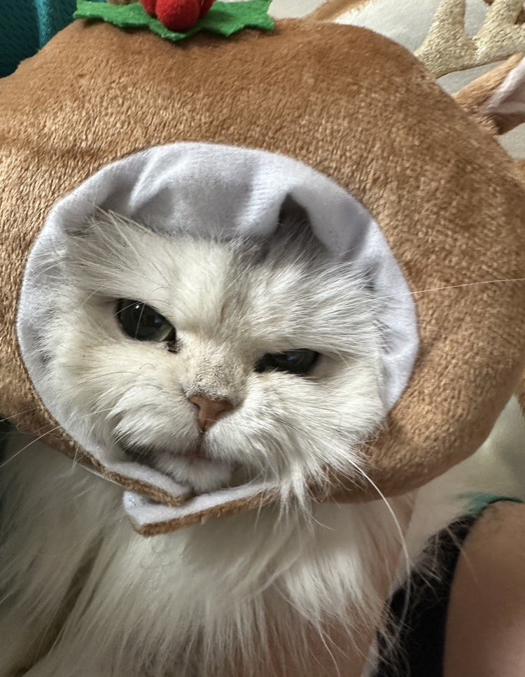 jun_SHOT_'s tweet photo. 猫飼いの子にペコに嫌われてるんだよね〜なんでだろ〜って相談したら
トナカイ被せるからと、ぐうの音も出ない正論を言われました
らっきゅ！！ https://t.co/1ixuuCIgz3