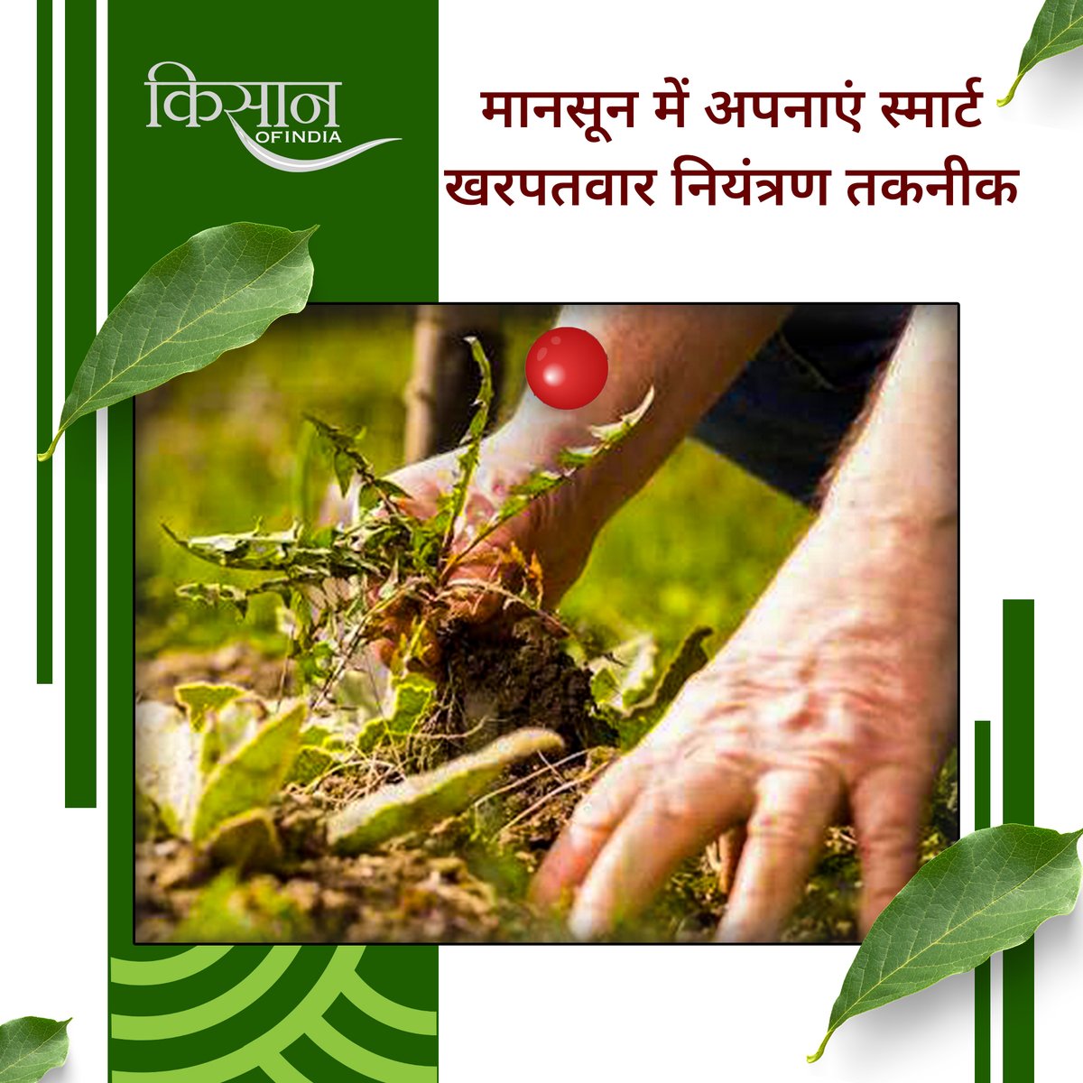 KisanofIndia's tweet photo. मानसून में मल्चिंग, फ़सल चक्र और जैविक खरपतवार नियंत्रण अपनाकर किसान खरपतवार पर नियंत्रण पा सकते हैं, जिससे उत्पादन बढ़ता है और लागत कम होती है।
#kisanofindia #TotapuriMango #Copra #FarmerWelfare #GovernmentProcurement #AgricultureNews https://t.co/penO1xSUhC