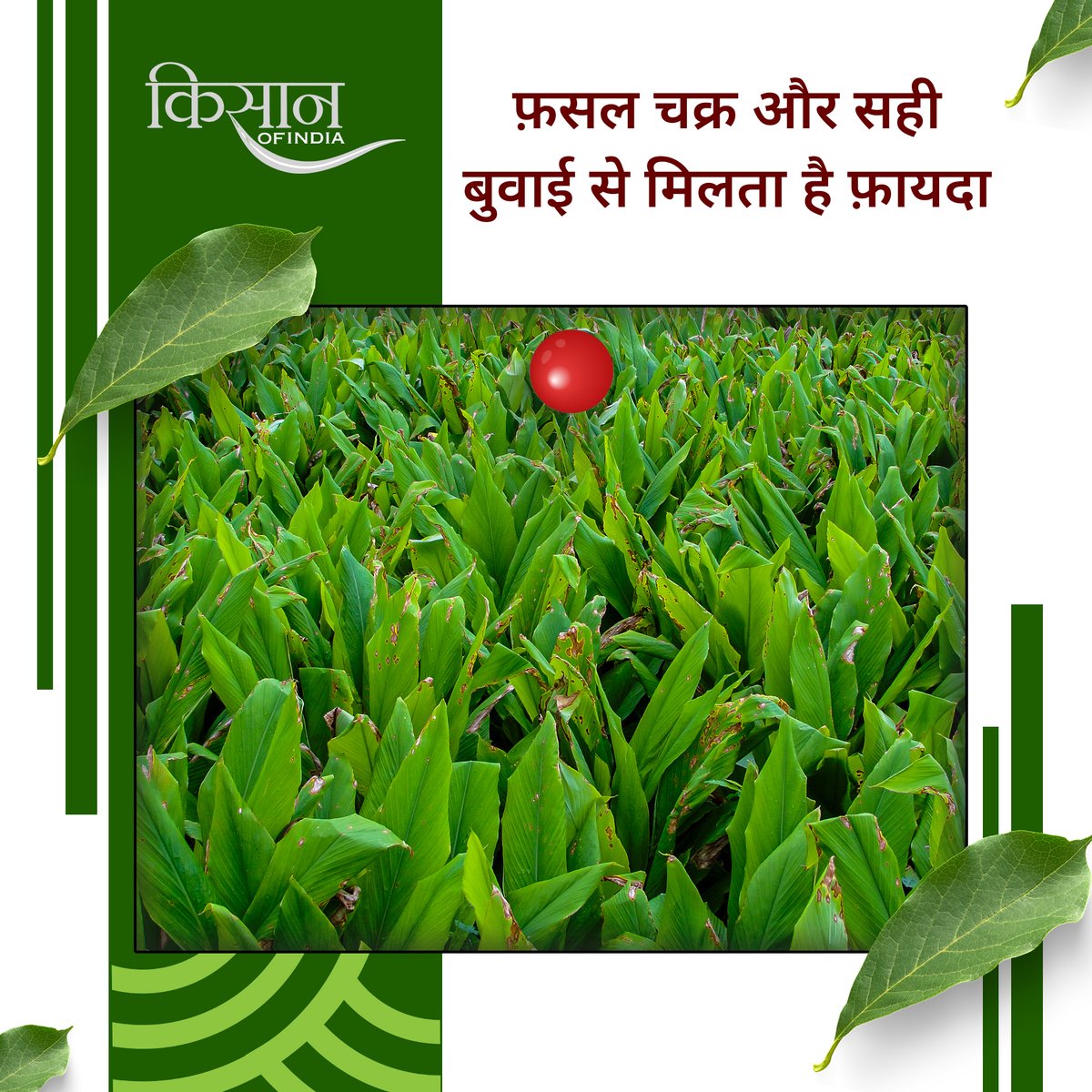 KisanofIndia's tweet photo. मानसून में मल्चिंग, फ़सल चक्र और जैविक खरपतवार नियंत्रण अपनाकर किसान खरपतवार पर नियंत्रण पा सकते हैं, जिससे उत्पादन बढ़ता है और लागत कम होती है।
#kisanofindia #TotapuriMango #Copra #FarmerWelfare #GovernmentProcurement #AgricultureNews https://t.co/penO1xSUhC