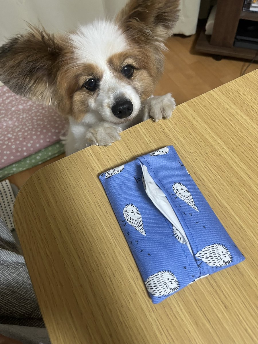 robirobi1205's tweet photo. ティッシュケースに興味津々👀 https://t.co/ZoOZg3dTlK