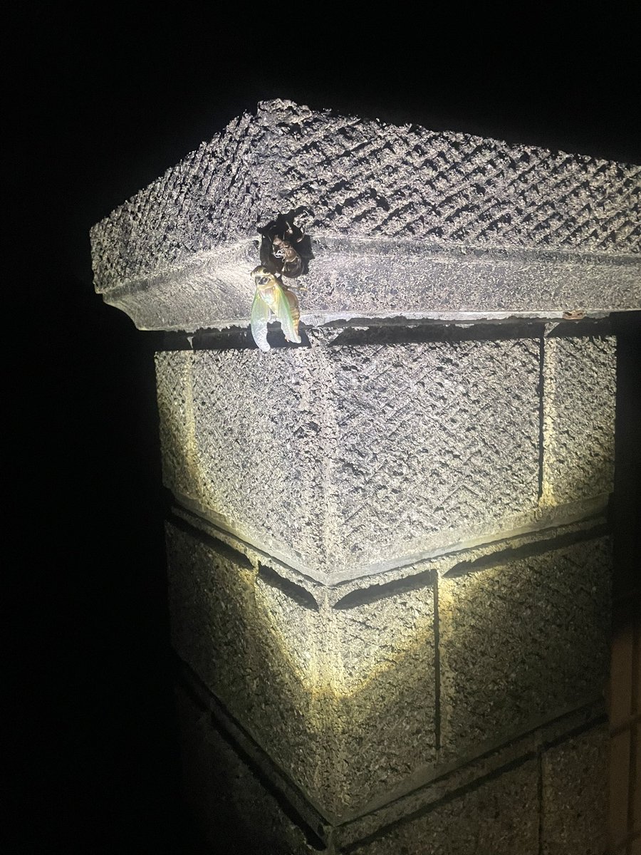 jamachan023's tweet photo. 少年心が出てしまった( ◜︎︎𖥦◝ )
今年早くないセミさん！？ https://t.co/fl20iwARXD