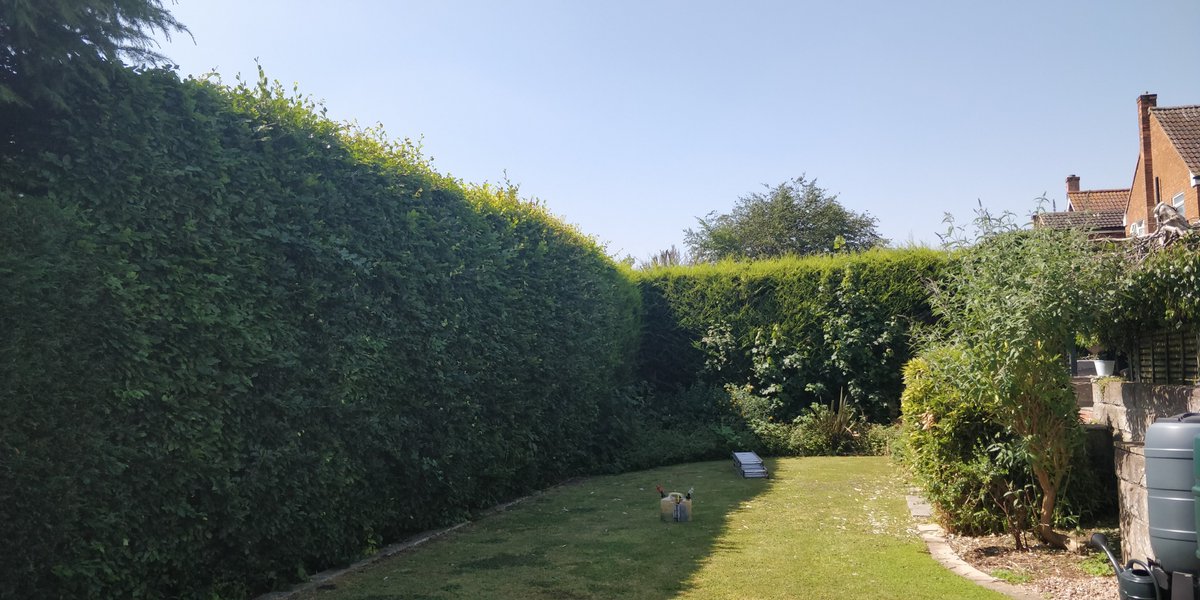 Tidy_Trees's tweet photo. Trimming Hedges in Keyworth Nottingham @Keyworth @Nottingham @TidyTrees @TreeSurgeon https://t.co/RlhxiTDFyx