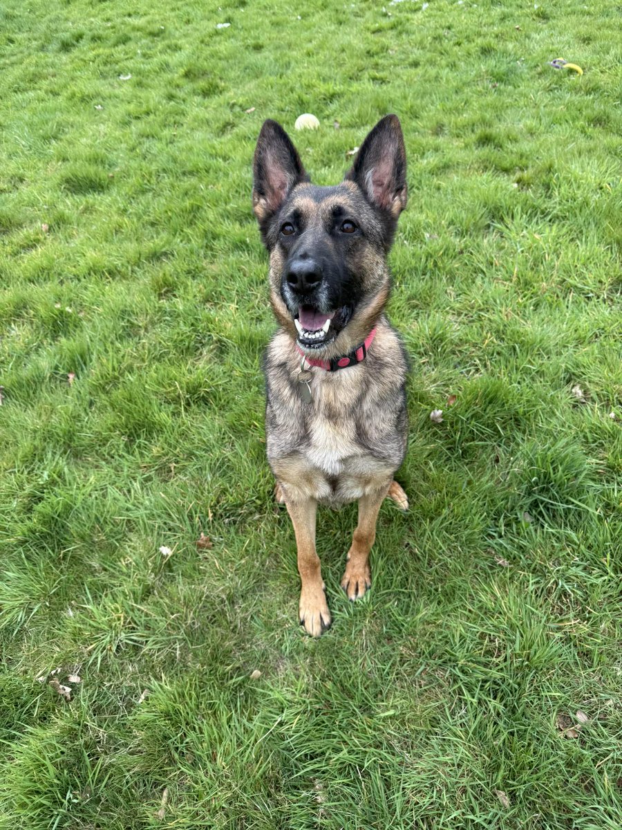 gsrescueelite's tweet photo. Anna is 4yrs old and she spent the first year of her life in a shed with little interaction. Anna can live with older kids and has made lots of progress but she will need an exp and patient home please 
#dogs #germanshepherd #Essex 
https://t.co/zPJ4LnUyE1 https://t.co/KPqYEE65Pn