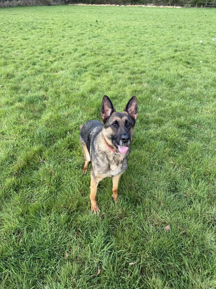 gsrescueelite's tweet photo. Anna is 4yrs old and she spent the first year of her life in a shed with little interaction. Anna can live with older kids and has made lots of progress but she will need an exp and patient home please 
#dogs #germanshepherd #Essex 
https://t.co/zPJ4LnUyE1 https://t.co/KPqYEE65Pn