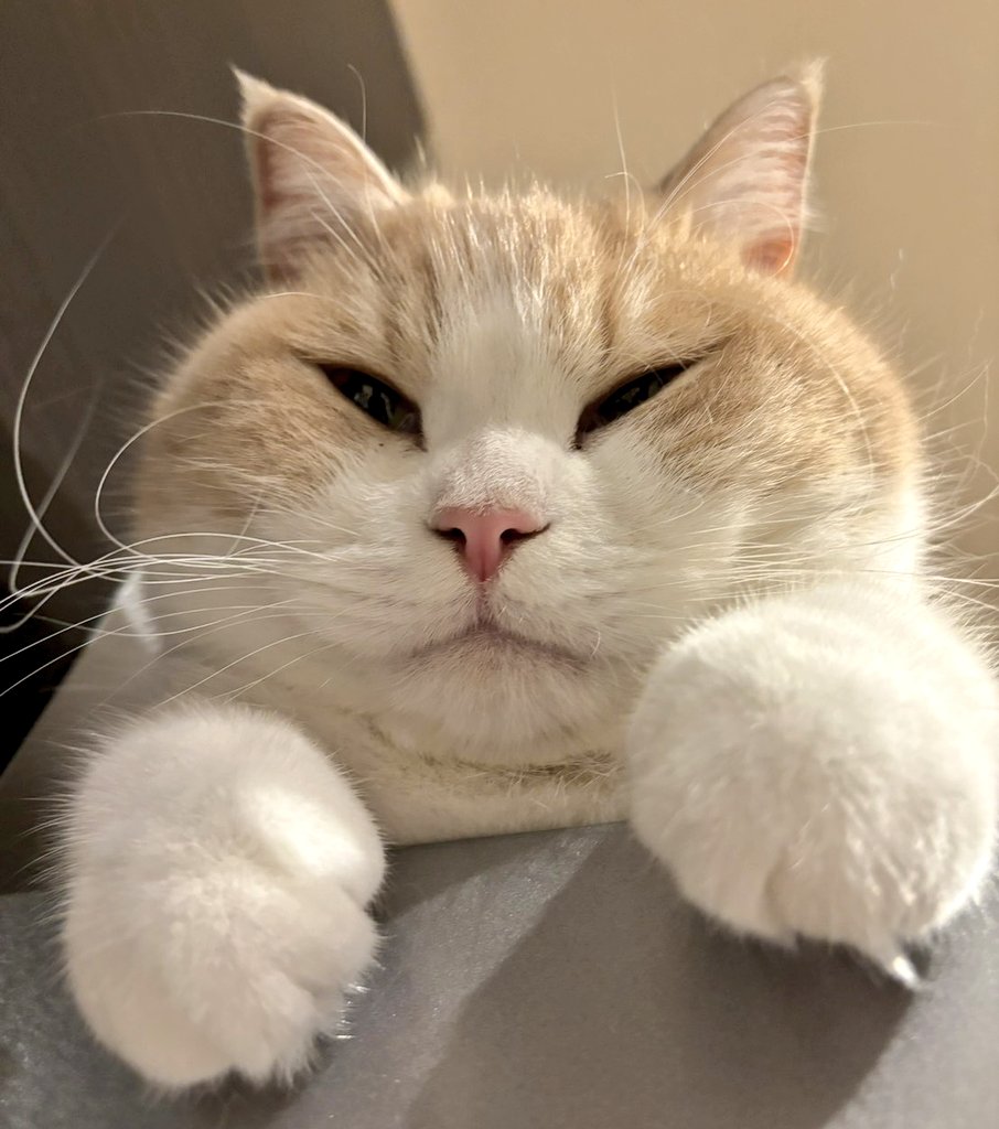 neko_muchamaru's tweet photo. マジぎゅんぎゅんぎゅん丸すぎて滅 https://t.co/W07zIfqce5