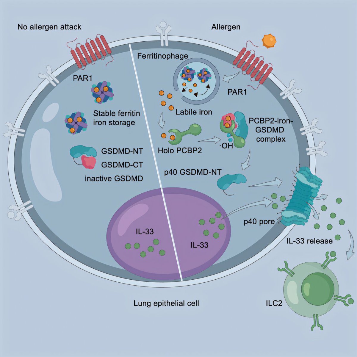 Aller_MD's tweet photo. #Iron helps trigger #asthma-linked #airway #inflammation by activating pathway: chinese researchers have revealed the key role of iron in initiating #allergic airway inflammation. https://t.co/1fRGZWm8XX https://t.co/N29MnQoiIx