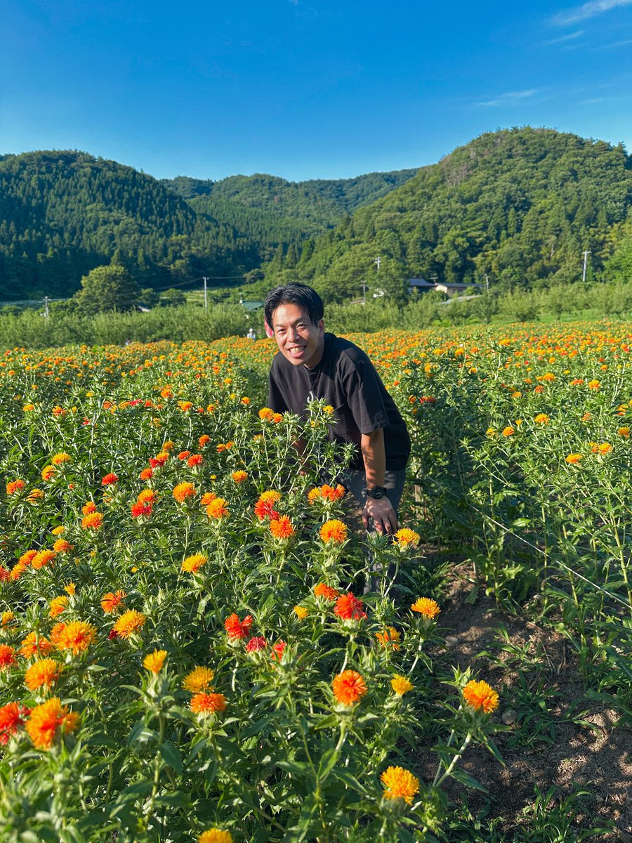 utau_kiyo's tweet photo. 全国の皆さーーん！

山形が生産量日本一、紅花の季節です！

■紅花って何になるの？
花からは着物などの染料や伝統的な口紅、食用色素が作られ、乾燥させると漢方薬や紅花茶になり。種子からは良質なサフラワーオイルが搾られ食用やスキンケアに使われてるんです！

#やまがた特命観光つや姫大使 https://t.co/x7cs8C9v0m