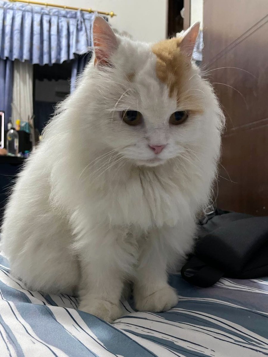 Ciku 🦁🍉 tweet media