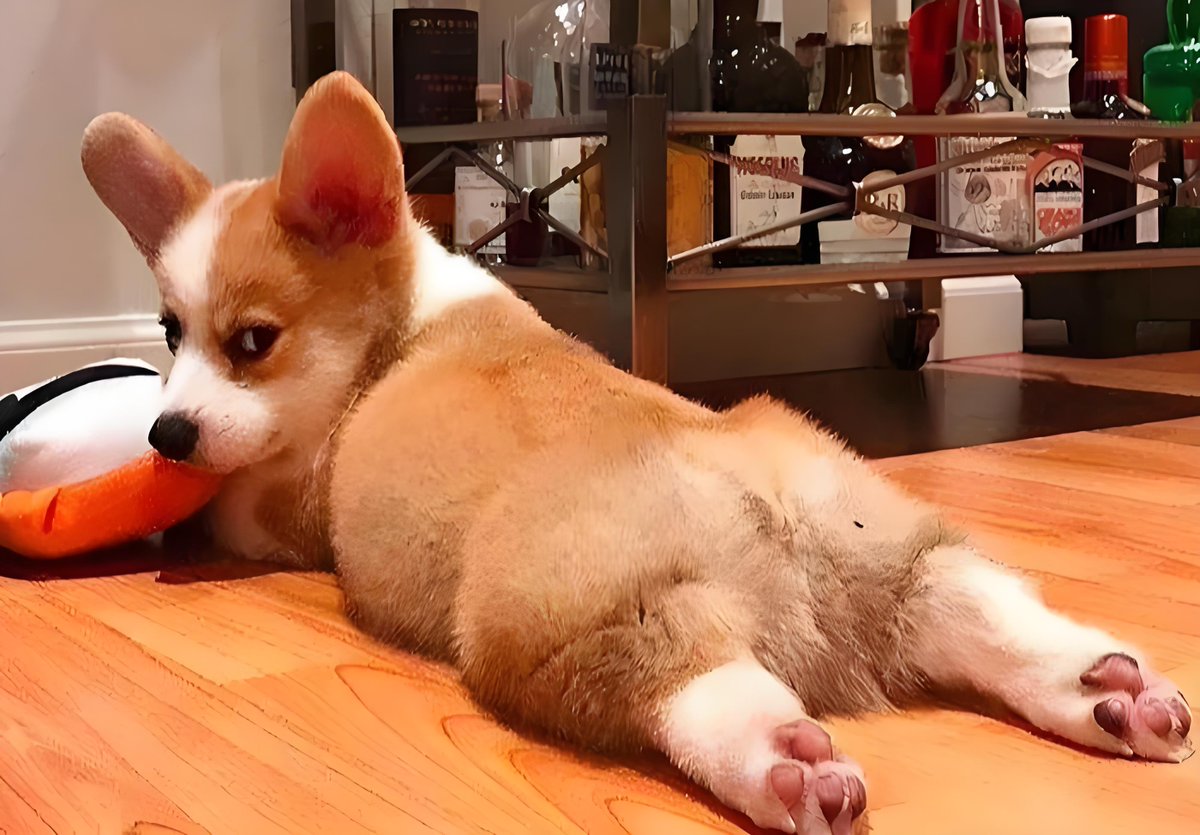 JamesMille63617's tweet photo. My little pup now can sit, stay and even high-five on command—watch our tiny fur baby grow day by day!  #PetGrowth #PuppyLove https://t.co/SdG9H2F0Yj