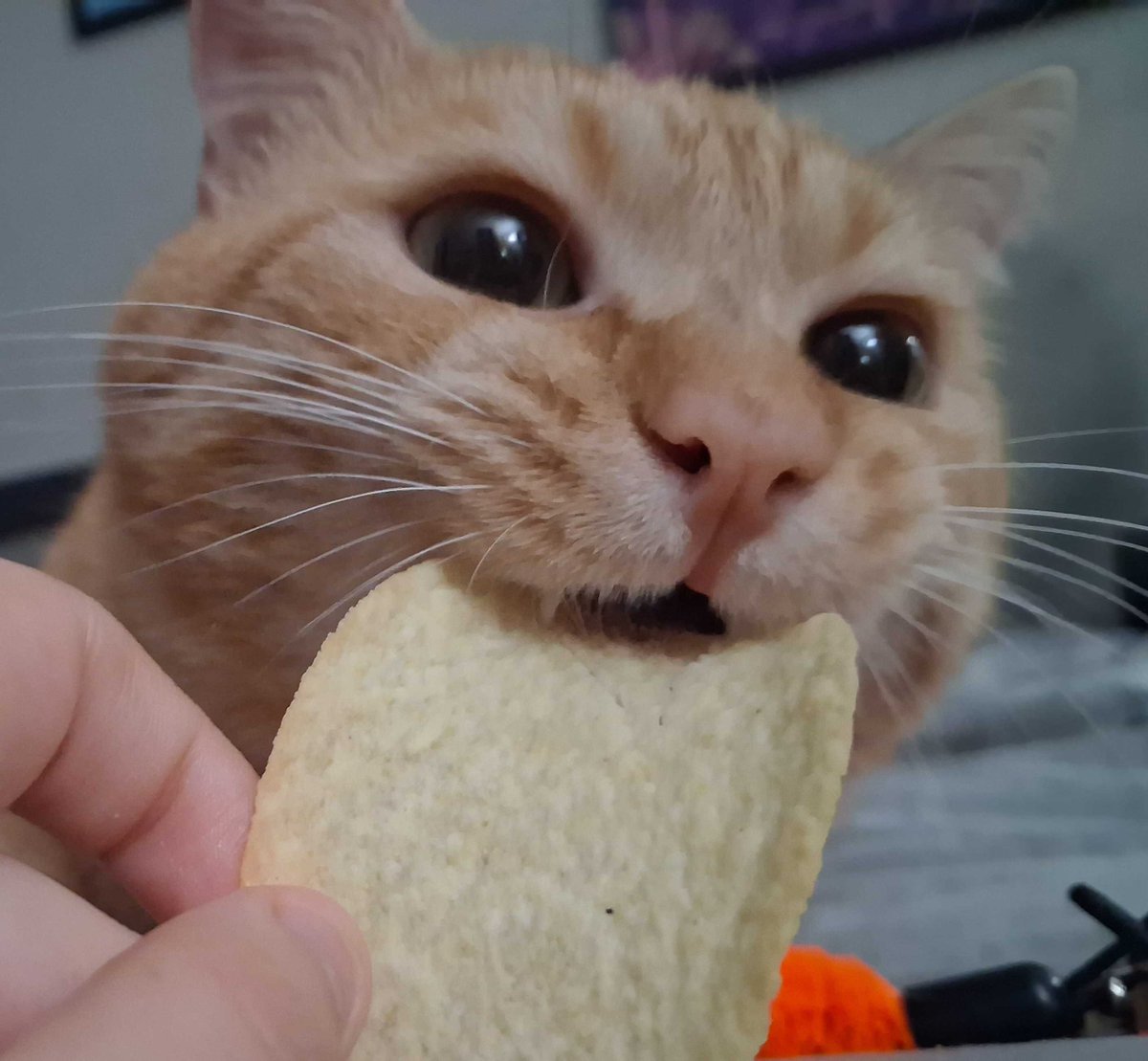 cheefbip's tweet photo. he consumed a potato crisp earlier today https://t.co/mngmJUwCou