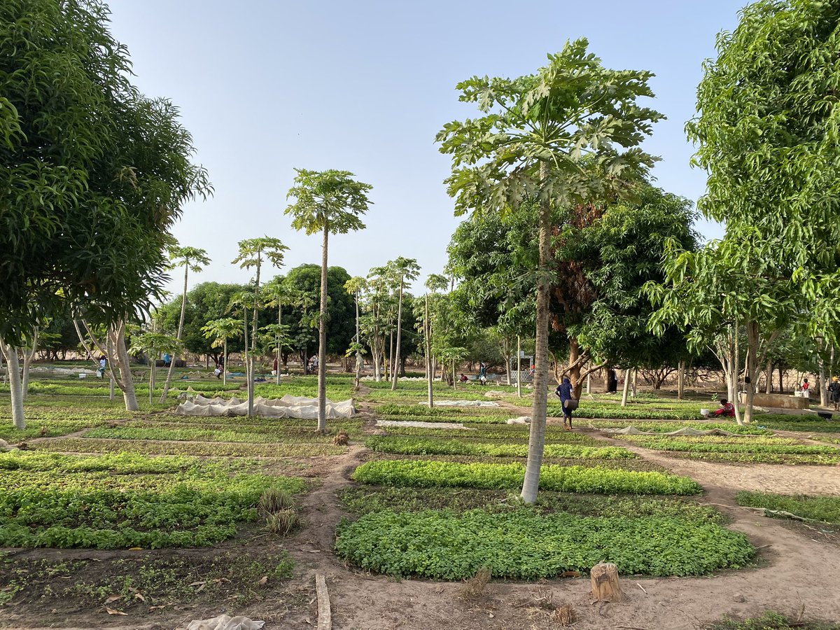 410MoBamba's tweet photo. C'est passionnant de travailler avec les producteurs locaux , surtout les GIE de femmes. Leur résilience, leur ingéniosité et leur générosité humaine sont tout simplement inspirantes.
Partout au 🇸🇳, elles m'enveloppent d'une immense bienveillance et d'une fierté partagée🤍. https://t.co/6RTzyhqZ7d