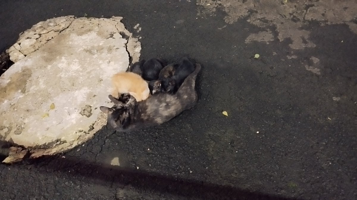 callmecitra1's tweet photo. @lemongraziee Waktu mereka masih nen 5bl lalu sama mamanya. Oyen emang agak 'gragas' sejak kicik, paling gembul di antara 4 ireng sodaranya wkwkwwk https://t.co/r52qWnk2cy