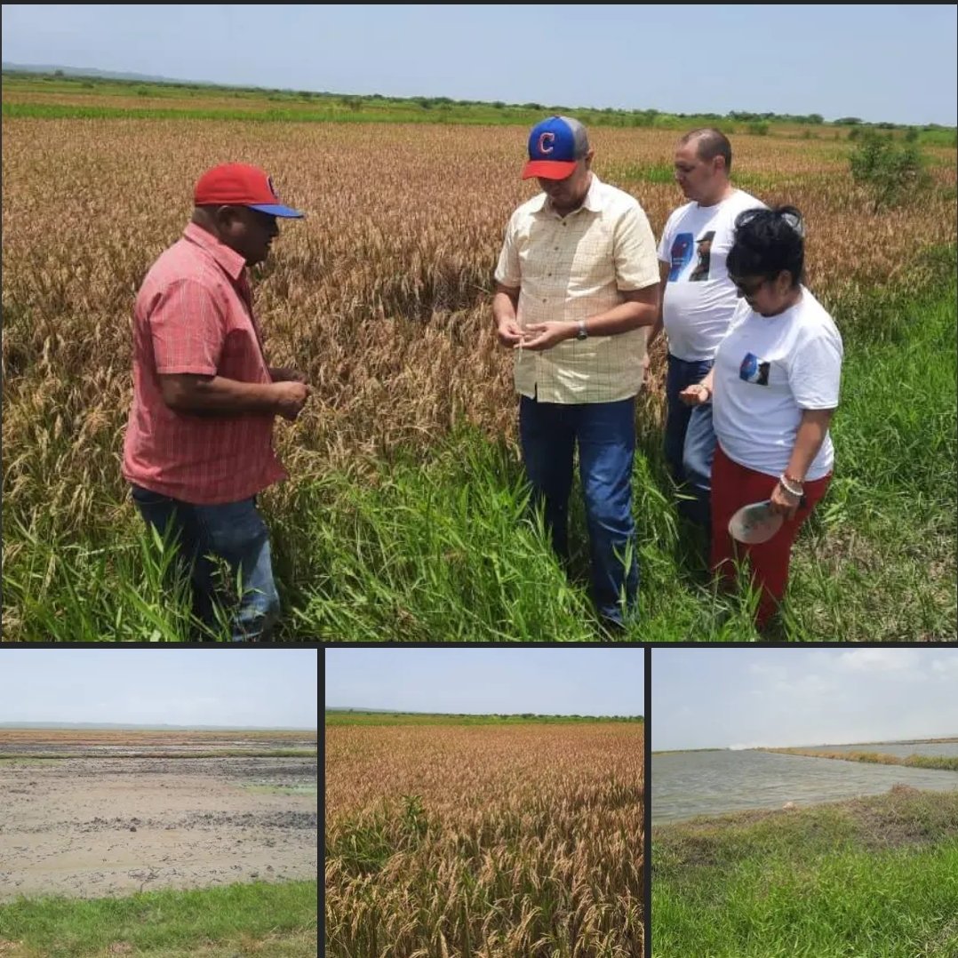 JHGcasanova's tweet photo. Recorrimos áreas de #arroz de la empresa Agroindustrial #Chambas.
Hasta la fecha han sembrado 4057 ha de arroz de un plan para el año de 6 mil ha. Este plan es superior al plan del 2025 y al real alcanzado en más de 2 mil 800 ha. #LatiendoConFidel @DiazCanelB
@DrRobertoMOjeda https://t.co/B9YIz49JRz