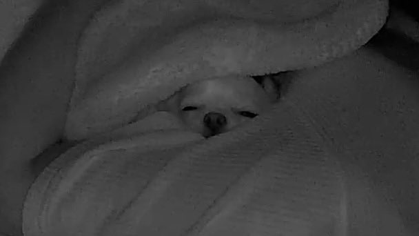 papa_love_dog's tweet photo. https://t.co/mq6qekg9Id