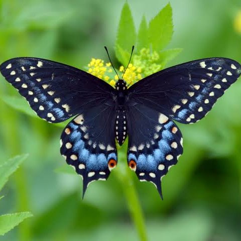 Give A Shit About Nature tweet media