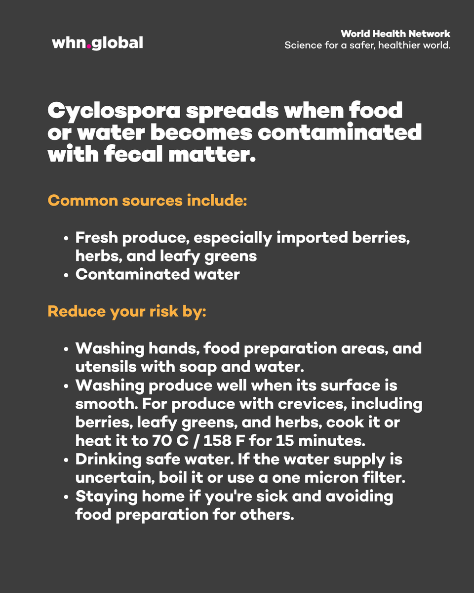 TheWHN's tweet photo. Cyclospora cases are increasing in multiple U.S. states, particularly Michigan and Ohio. 

Cyclosporiasis is a parasitic illness that can cause watery diarrhea, stomach cramps, nausea, and fatigue, with symptoms that may persist for weeks or return after seeming to improve. 

It spreads through contaminated food or water. Protect yourself by washing produce well if it has smooth surfaces, and cooking or heat-treating (70 C / 158 F for 15 minutes) produce with crevices like berries, leafy greens, and herbs. 

Wash hands and food surfaces with soap and water, and if your water supply is uncertain, use boiled or 1-micron-filtered water. 

If diarrhea or other symptoms persist, contact your healthcare provider and ask to be tested for Cyclospora. It's treatable with a specific antibiotic. 

Staying informed and taking simple precautions can help keep you healthy and protect your community.

#Cyclosporiasis #Cyclospora #PublicHealth #InfectionPrevention