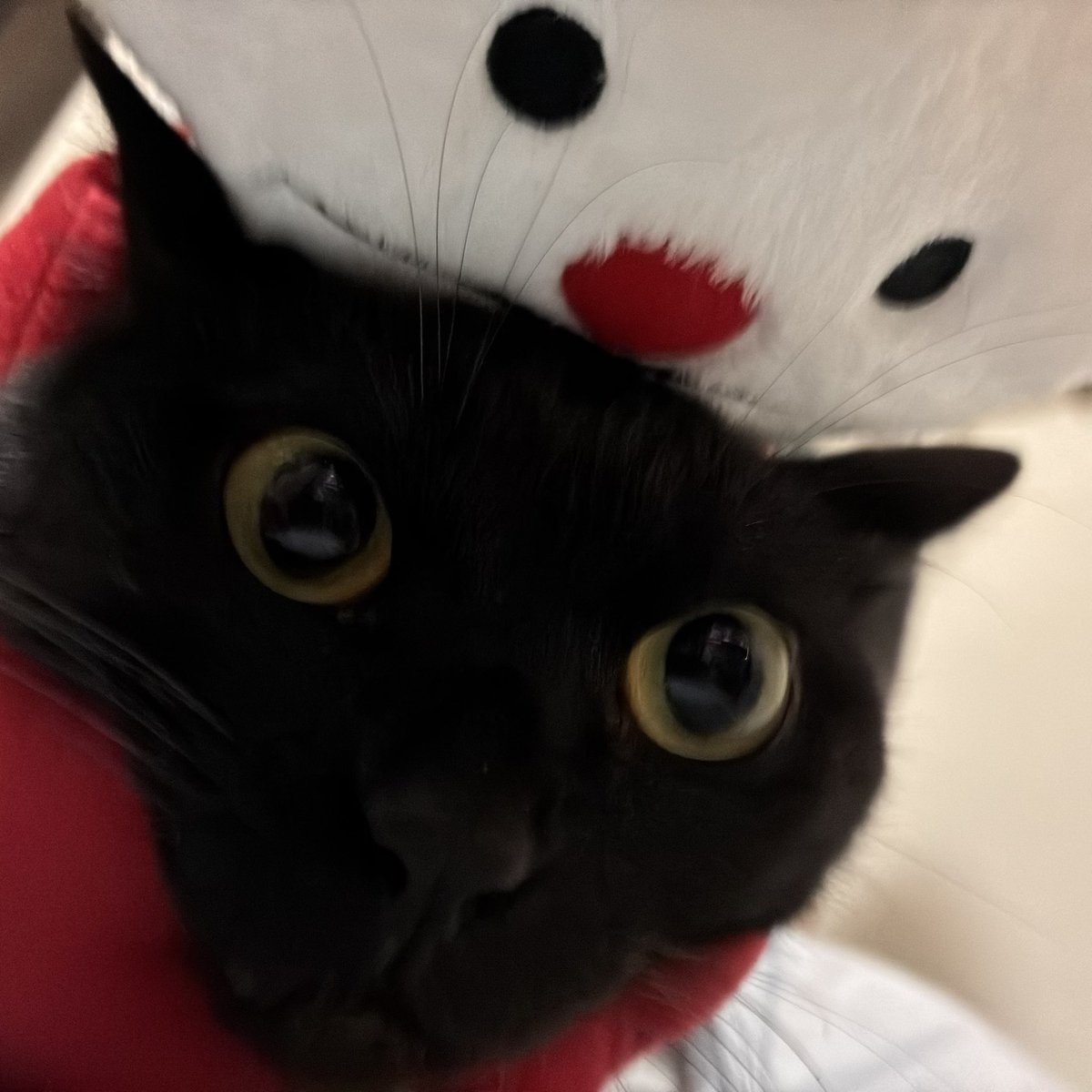 osk_taco's tweet photo. ノンノンに好き放題される黒猫 https://t.co/Nkc7x4ZFtQ