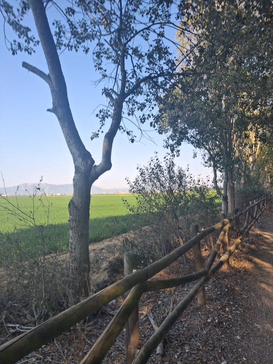 bellaubi's tweet photo. 🏃🏻‍♂️🏃🏻‍♂️🏃🏻‍♂️ esta mañana ☀️☀️☀️ https://t.co/ArHMY2rhTf