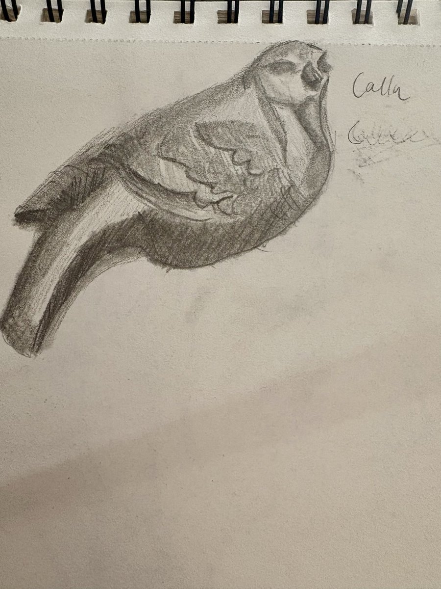 Calla tweet media