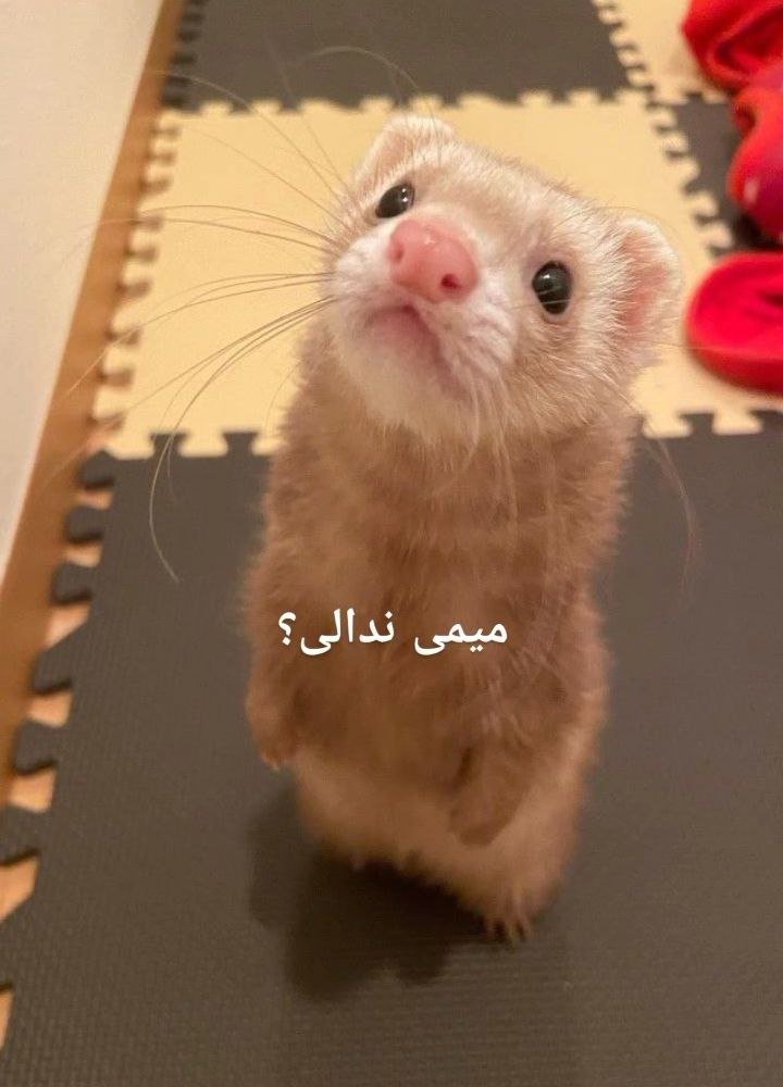 tony98SA's tweet photo. @fibonacci__seq نون و پنیر و خارَک،تولدت مبارک
کیلییییلیللیلیلییی https://t.co/kSTWaFdFOJ
