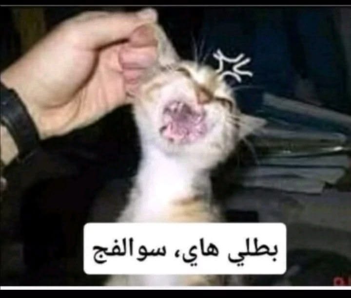 د. اسامـــه tweet media