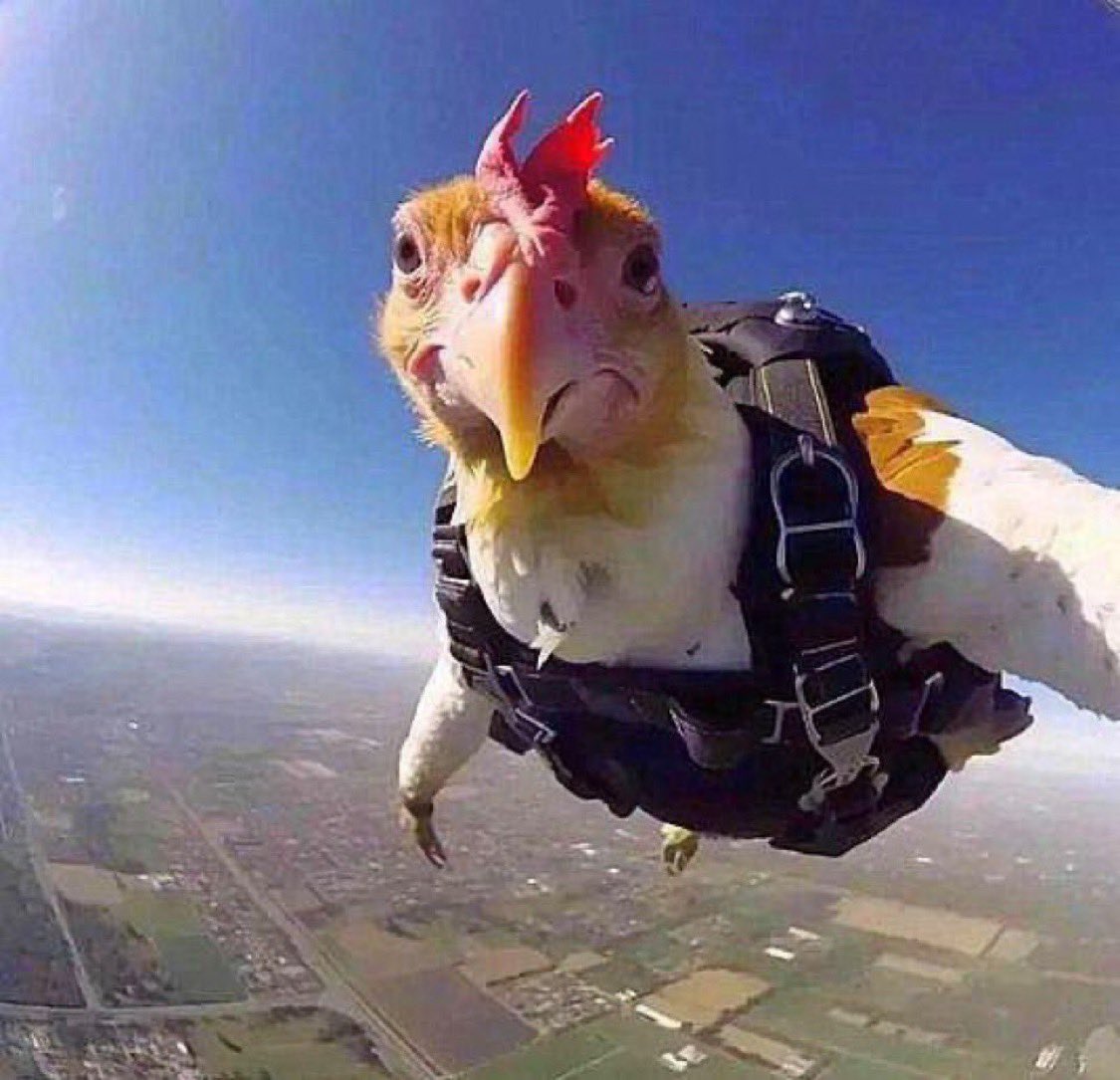 3rou_u's tweet photo. 仮定法の説明でよく使われる例文
「If I were a bird, I could fly.」のbird https://t.co/oFBZOZmcGX