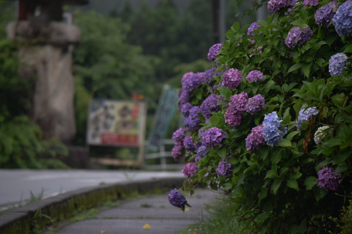RAD1203MY's tweet photo. 紫陽花
#一眼レフ
#紫陽花 https://t.co/TdzsNXhjG8