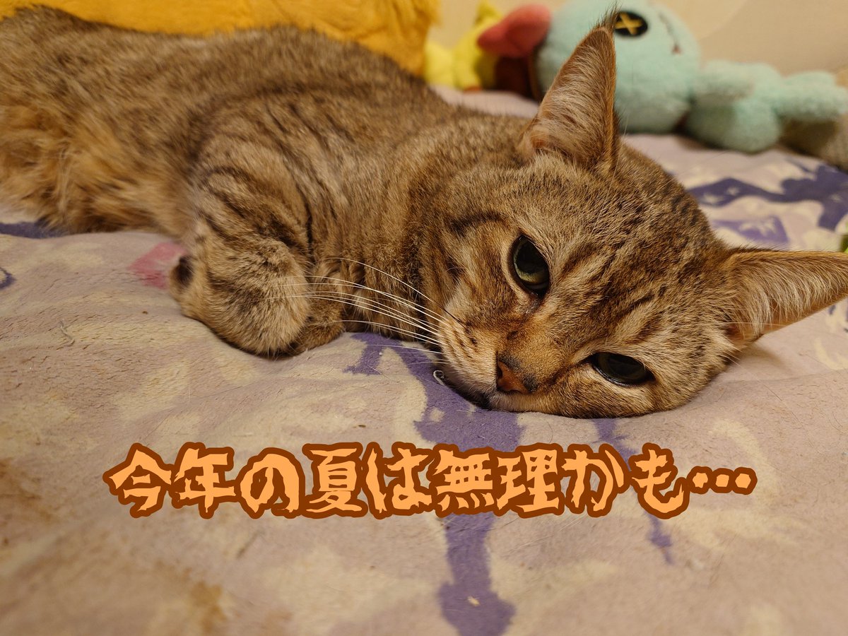 ganbare_0618's tweet photo. 現在、お部屋は…24度（風速Level2）🤭猫に合わせるってか猫になろう！ https://t.co/XaMmM6aeVs