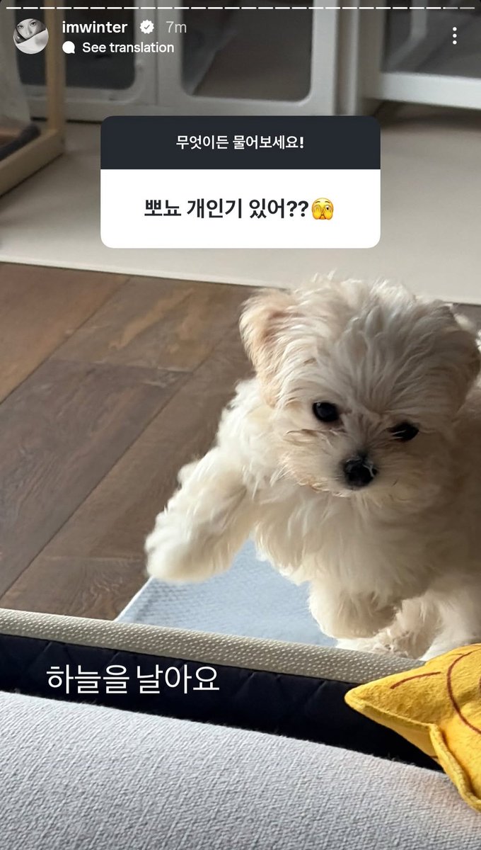 _bluustar's tweet photo. ponyo's special talent "flying" 😆🤏🏻 https://t.co/7EN4fb3Gn8