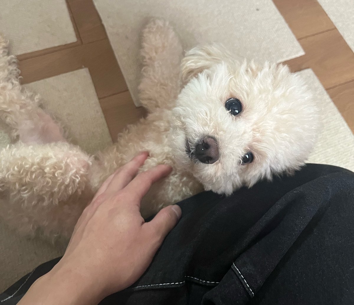 Uw0Rw's tweet photo. 実家のわんこでも載せとく https://t.co/U6rSYvFvwa