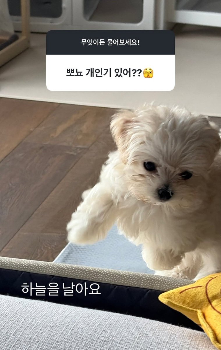 winteraphy's tweet photo. Winter's ig story update!

👤: Does Pponyo have a special skill??
⭐️: She flies in the sky https://t.co/ua1iZouZX8
