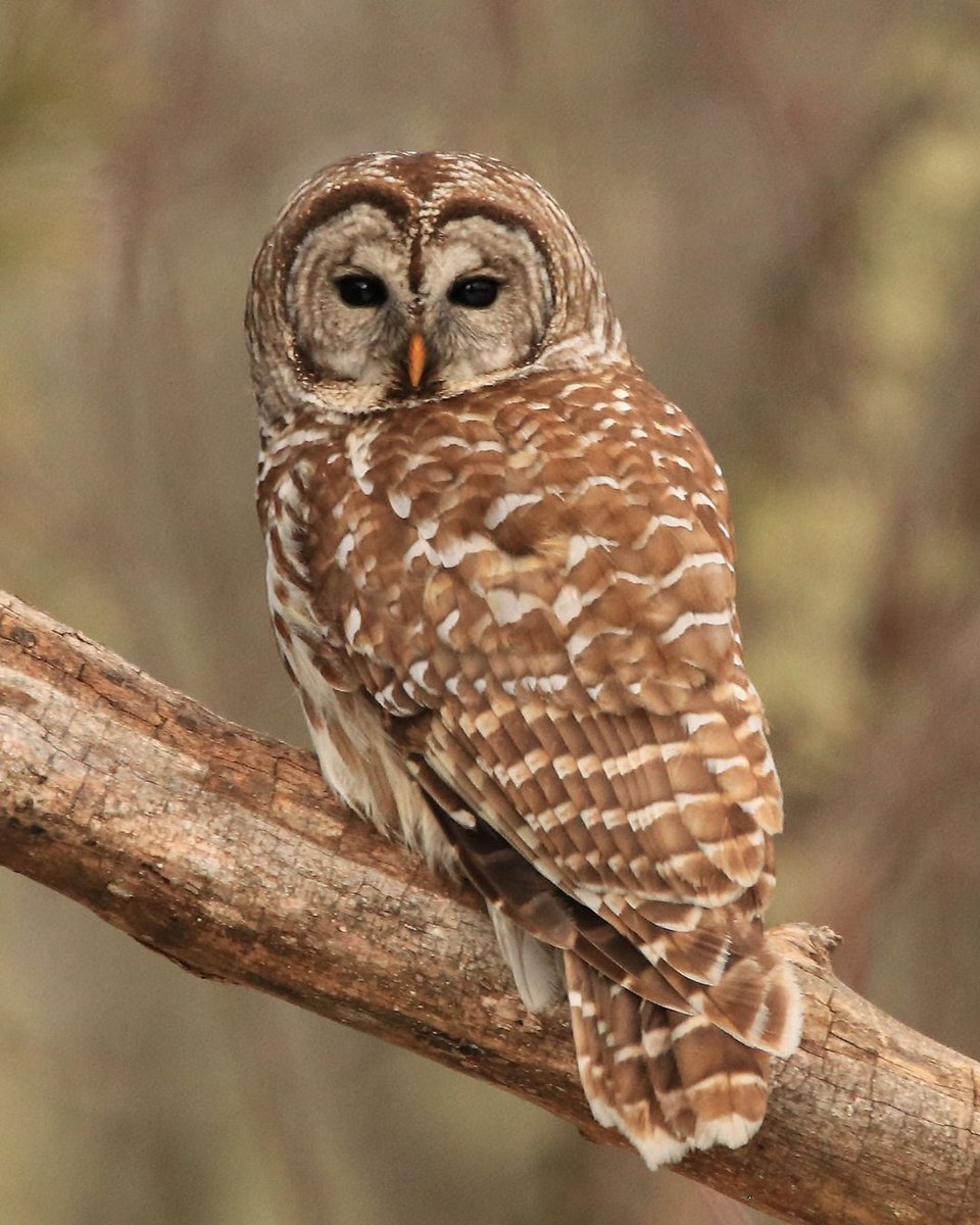 NWF tweet picture