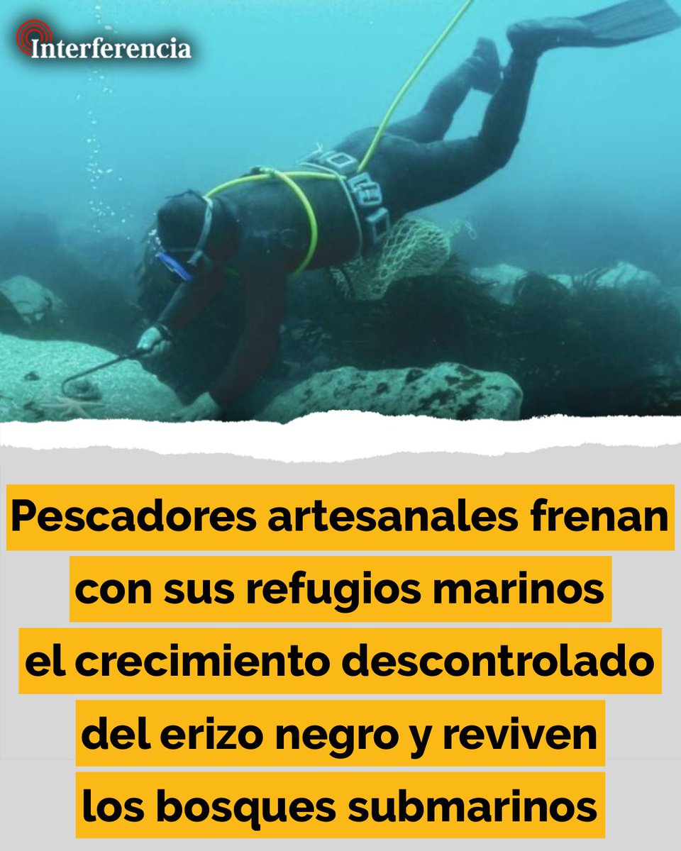 InterferenciaCL's tweet photo. La sobrexplotación de los depredadores nativos del erizo negro ha hecho que esta especie crezca sin frenos biológicos, poniendo en riesgo el equilibrio ecosistémico del mar en las zonas costeras de Chile central. 👇
https://t.co/vbc522kkhJ https://t.co/U0HoSwkjFo