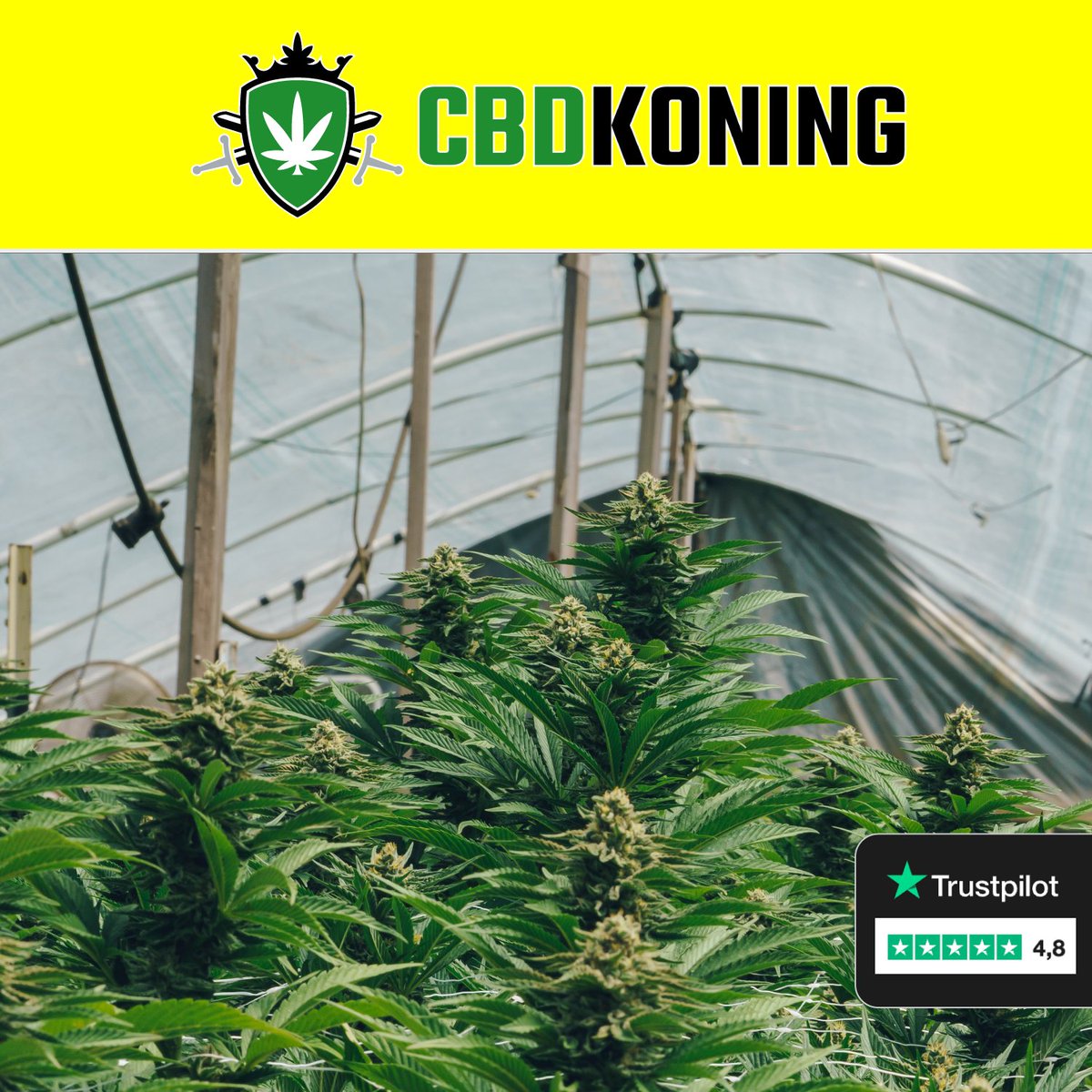 deCBDspecialist's tweet photo. De CBD specialist van NL 🌱
Meer dan 40 soorten op voorraad
Topkwaliteit en snelle levering ✅
Check onze bio
#DeCanSpecialist #CBDSpecialist #debondgenoten #NACpraat
#Almere #Amsterdam #Lifestyle https://t.co/J6REfqDqPx