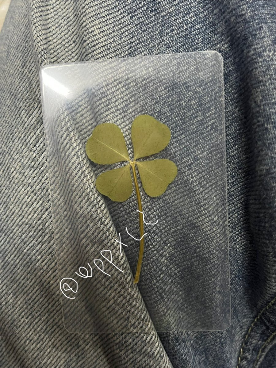 wppxlc's tweet photo. ☘️ส่งต่อใบโคลเวอร์ 40 ส่งฟรี
(มีตำหนิเป็นใบเหลืองนิดหน่อยนะคะ ขอคนไม่ซี)
-> ส่งของพรุ่งนี้เลยค่า
🇰🇷ใบแท้นำเข้าเกาหลีคับบ
#ใบโคลเวอร์4แฉก   #ใบโคลเวอร์ #Clover #โคลเวอร์ https://t.co/feMgMFpuRW