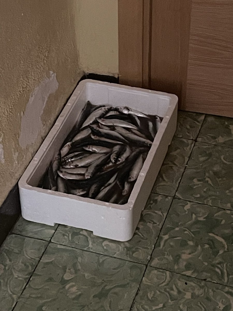 Sorselipe's tweet photo. Una caja de pescado con pescado dentro https://t.co/XTpXiwnzcH