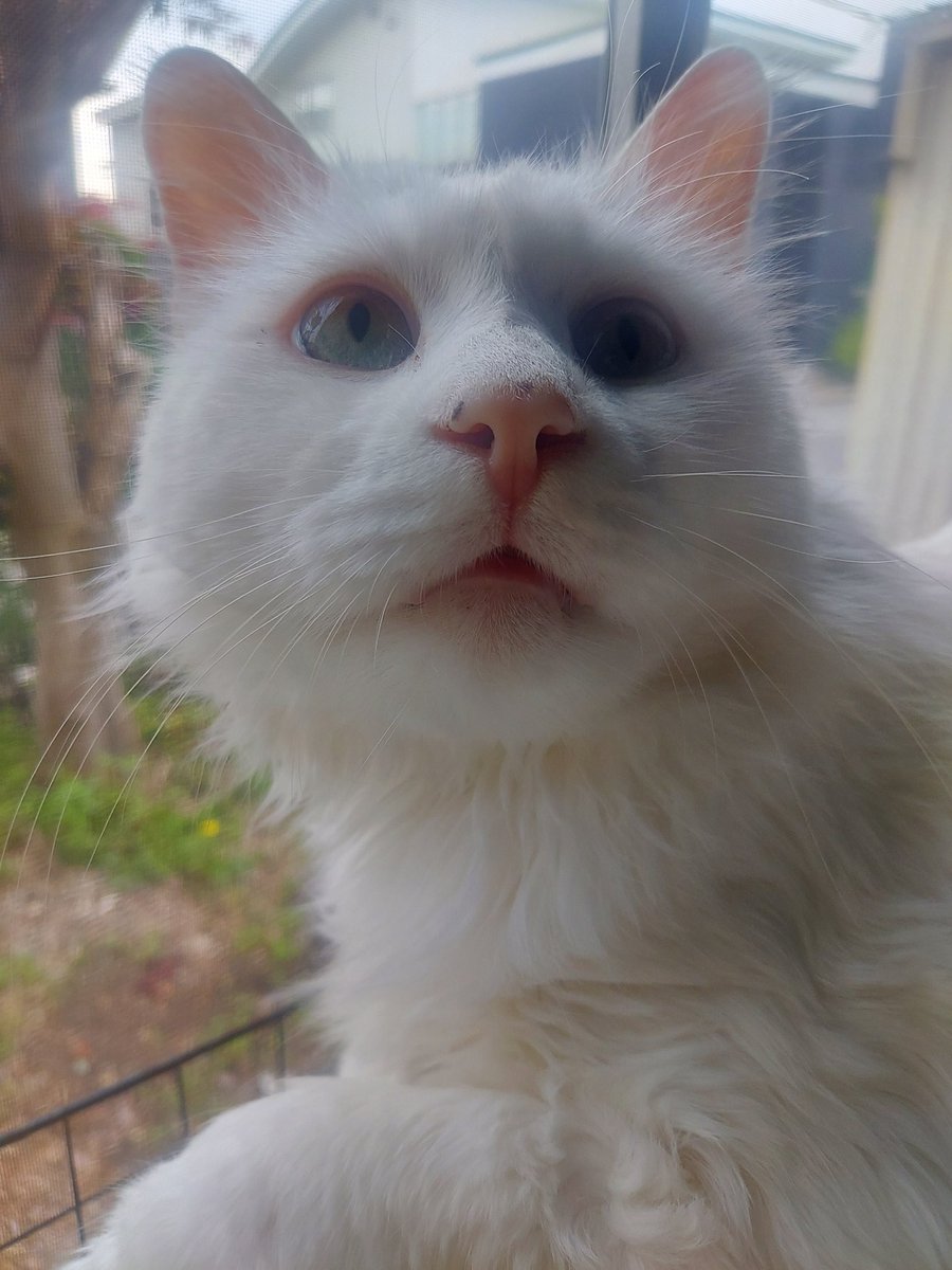 kobasute's tweet photo. 金曜日が
　やってきた！

#猫 https://t.co/Nk9MmLhfJR