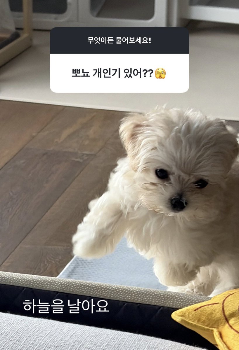mjkmwntr's tweet photo. Someone asked if Bbonyo has any hidden talents 

And Minjeong sent Bbonyo flying since she can fly 😭 https://t.co/h7OMAHdfeC