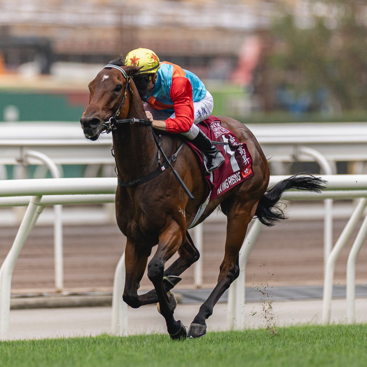 AtTheRaces's tweet photo. BREAKING: @worldsbesthorse have given both Ka Ying Rising and Ombudsman a rating of 131 in their latest update. https://t.co/1H3ieBZ2xl
