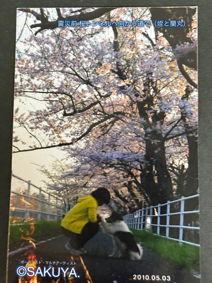 nyantashop's tweet photo. 「#ネットDEにゃっ展2026」
スペシャル企画❤️動画配信
https://t.co/6ZgZjiSxX8

▶️配信スタート：7月11日(土)p.m.20:00
▶️動画内容：ボーカリスト・マルチアーティストSAKUYA.さんの歌とメッセージ

【スペシャル動画について】
昨年、ご縁をいただき出会ったSAKUYA.さんは、昨年のにゃっ展に作家「月明堂」として出展、さらにはにゃっ展のお手伝いもしてもらい力を貸してもらいました。

そして、ラジオ石巻（FM76.4MHz）レギュラー番組「福咲きDROPS.」（旧「SAKUYA.のS×S」）では、にゃっ展の告知宣伝も度々していただいてます。

さらに、今年2月に、SAKUYA.さんが脚本から演者まで総合企画する朗読劇「逢わせ鏡-陽炎-」と歌を聴いた時に、心の深層にあるものが、とめどない涙が一緒に溢れ出る経験をしました。

そんなSAKUYA.さんの歌を、多くの人にも聴いてほしい・・
そう強く思いました。

きっと、流れる涙は、みんなそれぞれ異なると思うけれど
彼女の歌は『他人の痛みや辛さに寄り添って心を包んでくれる歌声』なのだと思いました。

飾らないSAKUYA.さんの表現の裏には、彼女の厳しすぎた体験がありました。

15年前、東日本大震災の津波で家が全壊し故郷が壊滅。大切な人も失い、突然、絶望の淵に落とされました。

その時、被災した多くの方々がそうであったように・・
自分よりもっと辛い人がいると思ってしまうことで、本音を表に出すことが憚れるような気持ちにさせられていったのだと思う。
SAKUYA.さんは、心の防波堤が壊れてコントロールが効かない状態になり、ついには
体にも異常をきたしてしまいました。

その時に・・
SAKUYA.さん、そして家族のみならず、同じ避難所や仮設住宅の人たちも癒してくれたのが愛犬の「蘭丸」だった。

笑顔が消えた状況下でも「蘭丸」の存在が人を寄せ、笑顔を生み出してくれる。

そしてSAKUYA.さんは、心身が壊れたまま、辛さや痛みを抱えながらも、誰かの役に立つならと…
「歌を、また聴かせて」地元を中心とした被災地域で寄り添い「歌」を届けてきました。

しかし、歌うたびに・・
壊れていた心身に返ってくる与えるダメージも大きかった。

そうして、やっと・・少しずつ体の回復の兆しが見えてきた頃・・
亡き故郷に戻れなくなった想いから
3曲のオリジナル曲を収録したCDを出すことになった。

収録されている曲は、すべて、震災後約9年が経過した頃に作詞作曲したもの。

津波で失った亡き故郷を歌った「桜トンネル」という曲を聴くと、いつも、心がギュッと熱くなり、込み上げてきます。

しかし、ここでまた彼女には厳しい現実が訪れてしまった。

このCDが世に出ようとした矢先のコロナ禍で歌う機会を失いました。

やっと、震災から歩み出そうとした時に、遮られた不運。 
しかし、それでもできることを見つけ出し、表現者として様々なチャレンジをし続けてきました。
森の中、お寺、観光施設のロビーなど、
どんなシチュエーションであっても、創意工夫を重ねる。そこから、そこの環境でしか出せない世界感を表現し、聴衆と共鳴し合う。

涙をたくさん流しながらも、決してくじけず、そこから、かすかな光を見つけて慈しみながら紡いでいくような・・
SAKUYA.さんの生き方そのものが、彼女の表現者としての魅力だと思います。

そんなSAKUYA.さんには、来年のリアル開催の「夢メッセみやぎ」での「にゃっ展2027」で歌っていただきます！

今年のネット開催では、SAKUYA.さんがたどってきた日々を、みなさんにも感じてほしくて、この動画制作をお願いしました。

東日本大震災は、多くの人たちを傷つけ絶望させました。
でも、そこから・・前を向こうと、傷つきながらも歩いてきた時間は、今もまだ続いています。
その痛みを抱えながら、人々が互いに助け合う、本物の優しさは、「どうぶつたち」に無私の愛を注ぐ気持ちと同じです。

「にゃっ展」は、今までも、これからも・・そんな想いで繋がった人たちと一緒に「人と動物が共に生きる未来」へ
繋げていく活動をしていきたいです。

みにゃさまっ！
SAKUYA.さんの動画を、ぜひご覧になってくださいねっ！

そして、CDも手にしていただけらたと願っております。