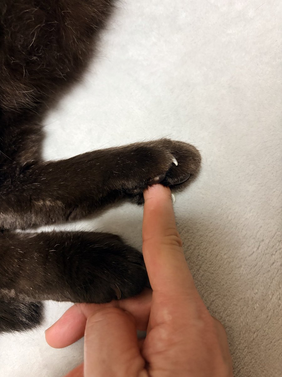 yumerinrin1's tweet photo. 結構入るんだ…
 #猫
 #肉球 https://t.co/bzbsbVcxEB