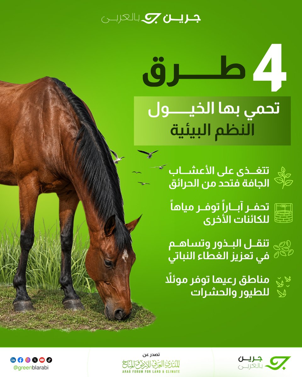 greenblarabi's tweet photo. الخيول التي تحظى بمكانة هامة في الثقافة العربية لا تقتصر أهميتها على النقل أو الرياضة فحسب، بل تساهم في الحفاظ على توازن البيئة، وتلعب دوراً أساسياً في دورة حياة الكائنات الأخرى🐎🌍

#جرين_بالعربي | #green_arabic | #اليوم_العالمي_للحصان https://t.co/xHO5xKBVxC